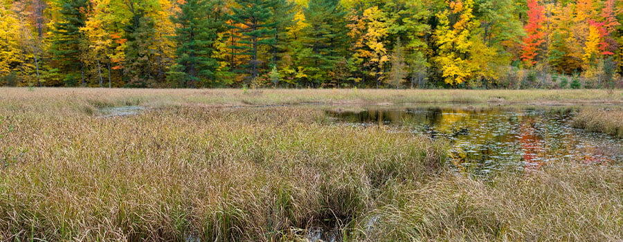 Grasses and marsh