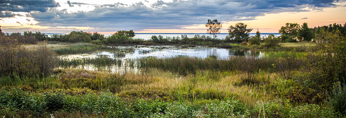 wetland habitat